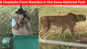 8 cheetahs from Namibia in the Kuno National Park